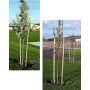 Pointed Tree Stakes - Round - 2″ dia