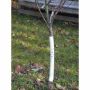 Rainbow Professional LTD White Spiral Tree Guards