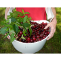 Cherry & Olive Buckets